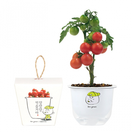 그린패밀리 식물키트- 방울토마토 #2