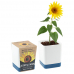 작은이미지: 투톤사각 화분- 해바라기 #2