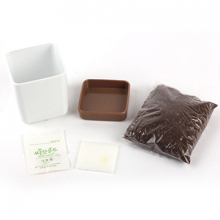 투톤사각 화분- 해바라기 #4