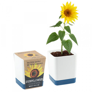 투톤사각 화분- 해바라기