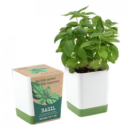 투톤사각 화분- 바질 #2