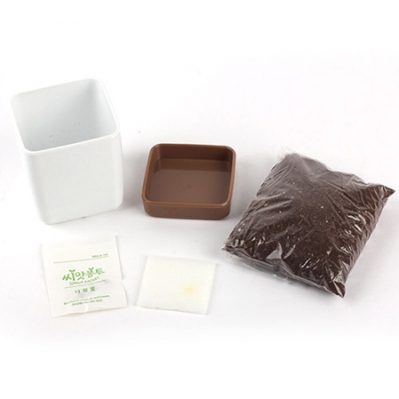 투톤사각 화분- 방울토마토 #4