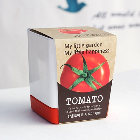 투톤사각 화분- 방울토마토 #3