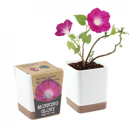 투톤사각 화분- 나팔꽃 #2