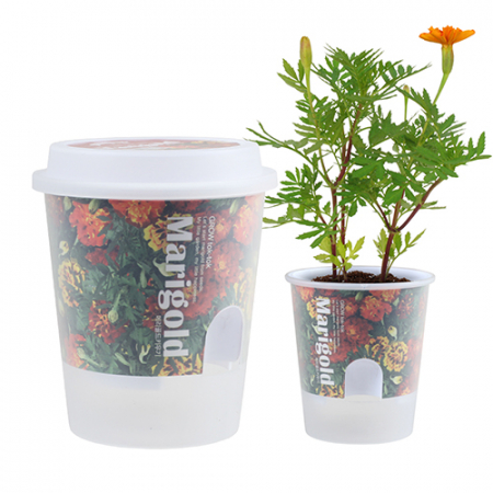 그로우톡톡 저면 관수 미니 화분- 메리골드 #2