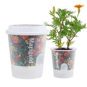 그로우톡톡 저면 관수 미니 화분- 메리골드