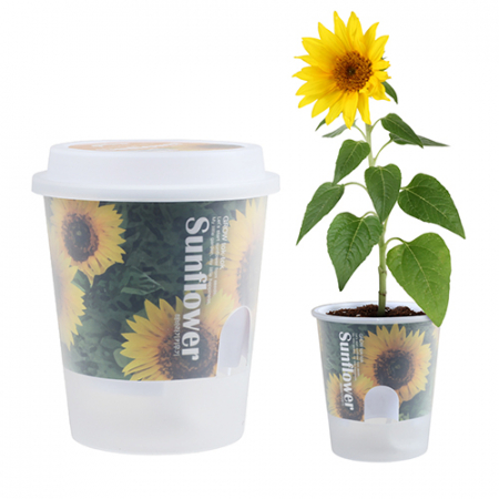 그로우톡톡 저면 관수 미니 화분- 해바라기 #2