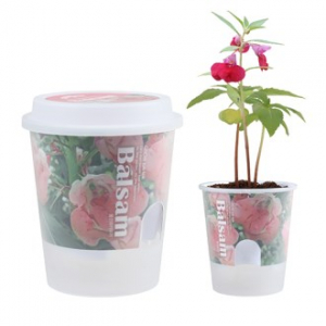 그로우톡톡 저면 관수 미니 화분- 봉선화