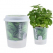 그로우 톡톡 저면 관수 미니 화분 - 허브바질