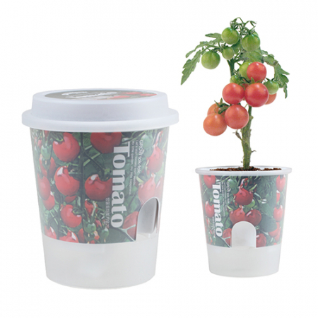 그로우 톡톡 저면 관수 미니 화분 - 방울토마토 #2