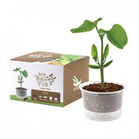 자연애 마이 가든 저면 관수 화분 키트- 강낭콩 #2