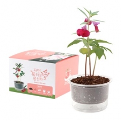 자연애 마이가든 저면 관수 화분 키트- 봉선화