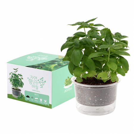 자연애 마이가든 저면 관수 화분키트- 바질 #2