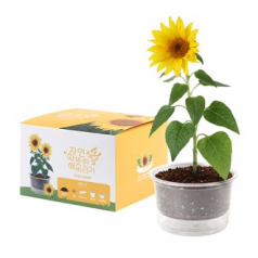 자연애 마이가든 화분 키트- 해바라기