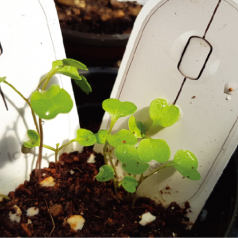 씨앗 카드, 새싹 카드 단품