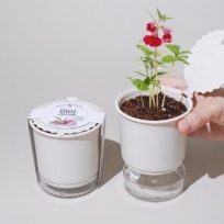 미미 그로우키트-봉선화 (인쇄 상품)