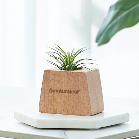 내츄럴리프 틸란드시아 이오난사 공기 정화 반려식물 #2