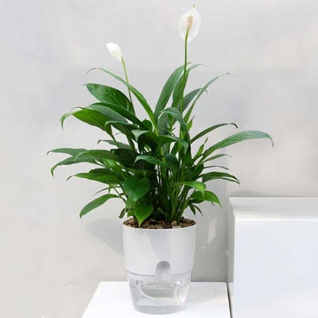 워터뷰 심플 원형 자동급수 화분 / 미니 저면관수화분 #2