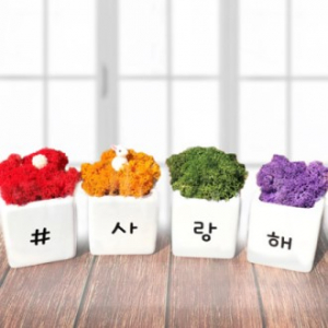 메세지 스칸디아모스 모스 화분 세트