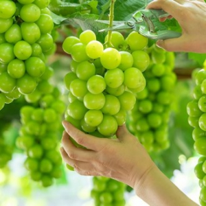 명절 과일 선물세트 고당도 샤인머스켓 2kg