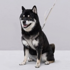 올지 세이프 하네스 대형 리드줄 세트 충격흡수 슬개골 관절보호 소형견 중형견 강아지 애견 반려견 용