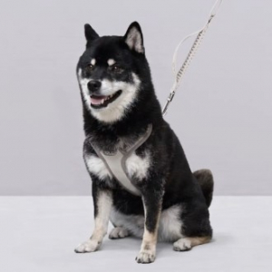 올지 세이프 하네스 대형 리드줄 세트 충격흡수 슬개골 관절보호 소형견 중형견 강아지 애견 반려견 용