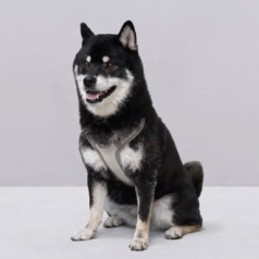 올지 세이프 하네스 대형 강아지 슬개골 리프팅 관절보호 기도압박 없는 h형 y형 x형 산책용 소형견 중형견 애견 반려견 용