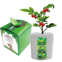 씨앗 그린 가든(토마토)