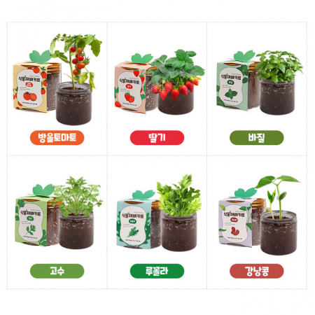 식물재배키트 미니 화분 씨앗 키우기 어린이집 유치원 초등 #4